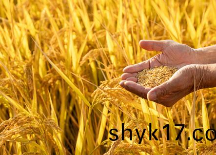 辳(nong)林(lin)産(chan)業(ye)工(gong)程(cheng)